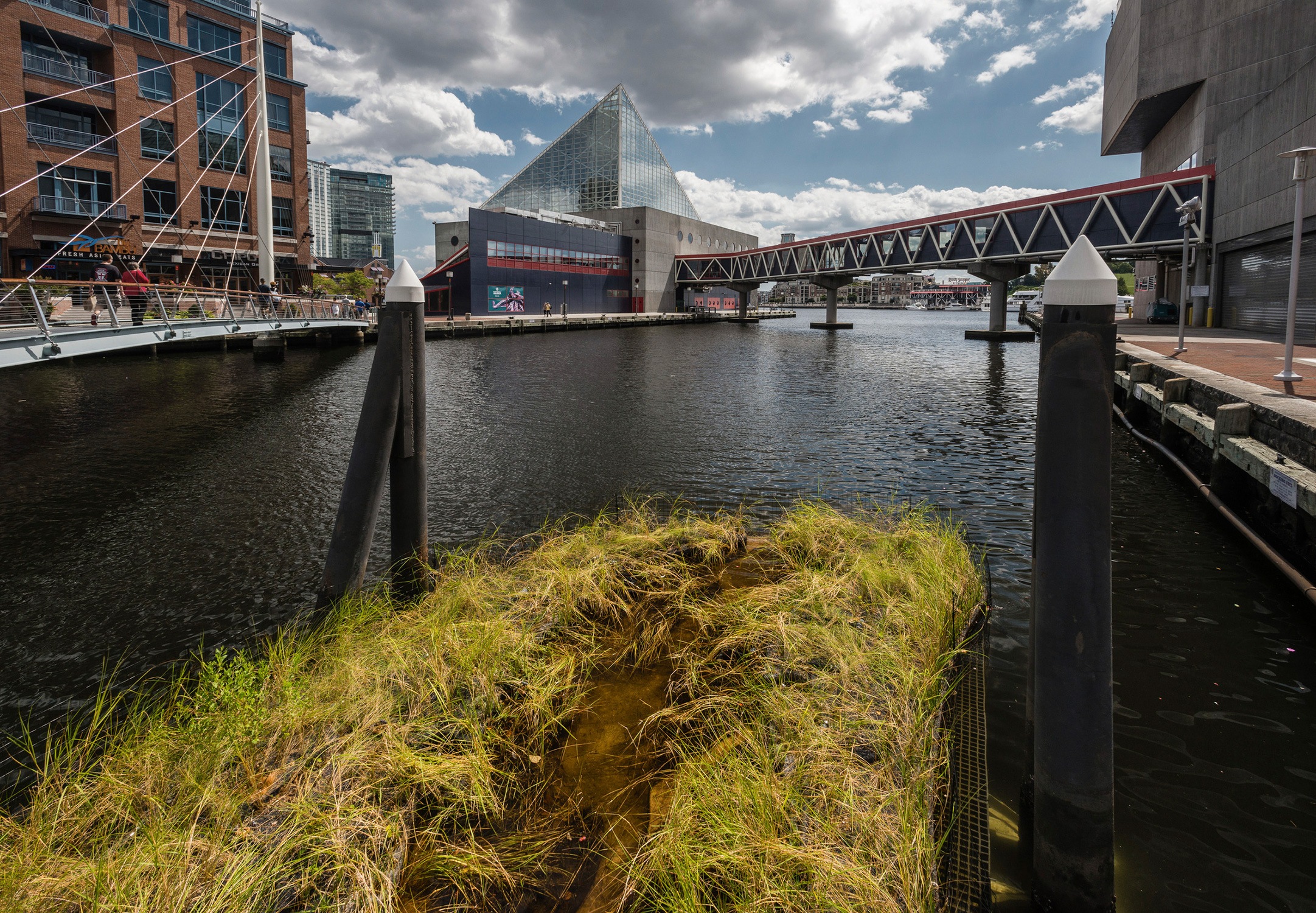 Final implemented wetland prototype with a view of the National Aquarium