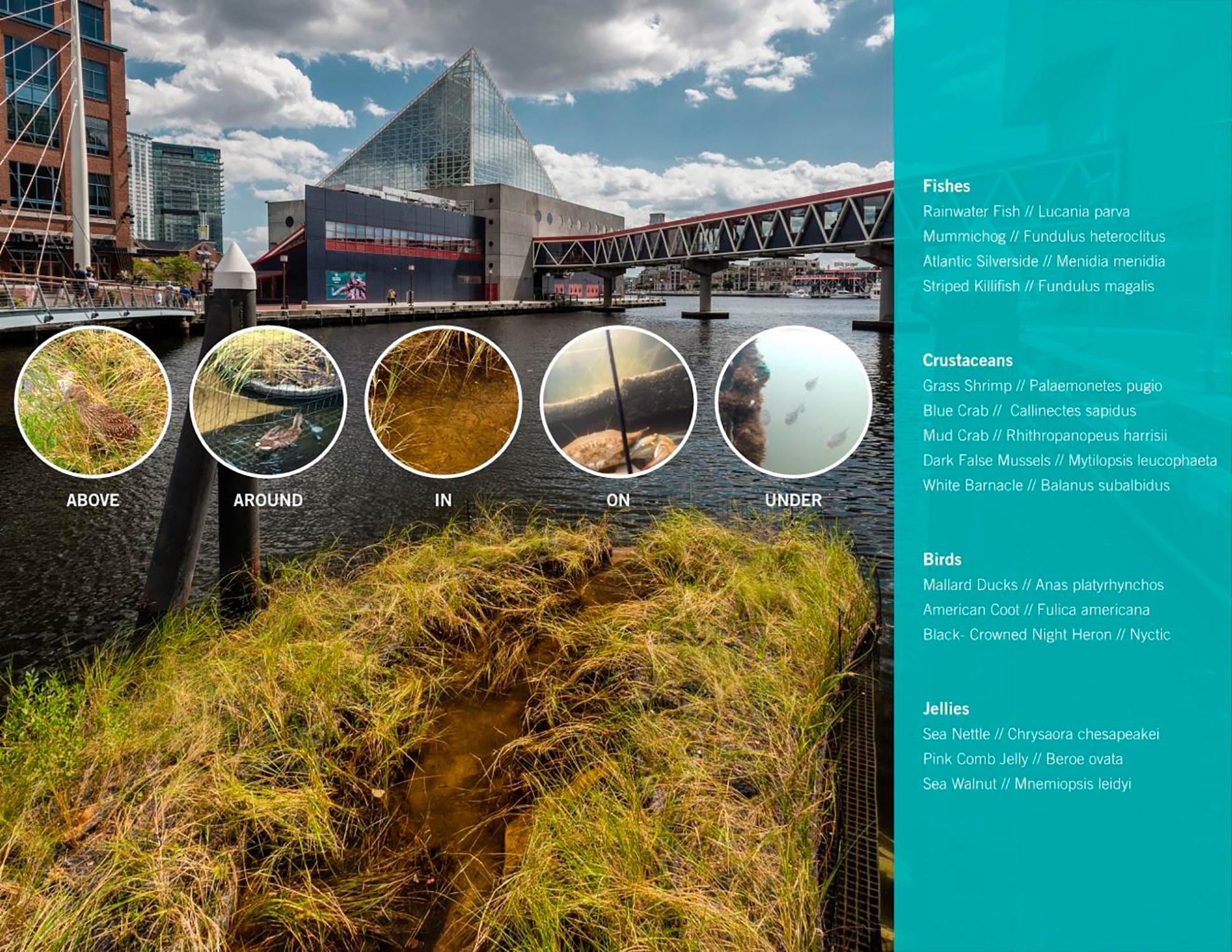 Observed species on wetland prototype