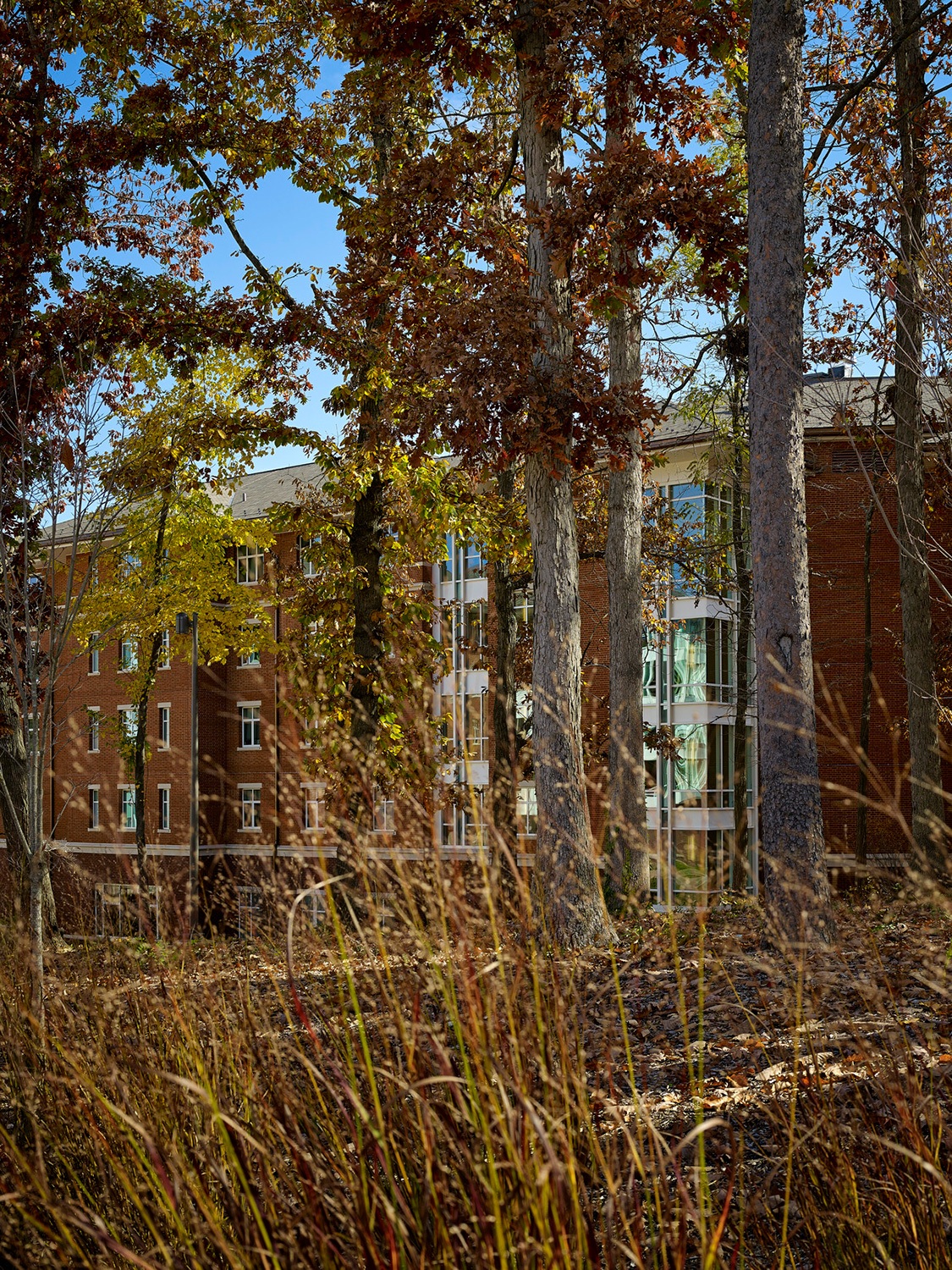 Exterior view of trees and landscaping at Alderman Road Student Housing at University of Virginia.