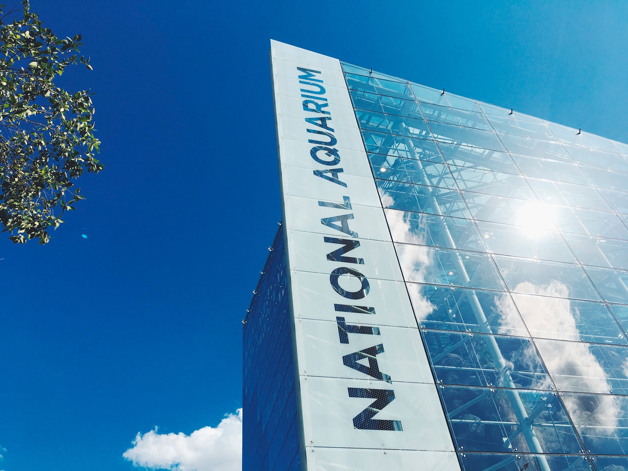 View looking up at the glass triangle on the exterior of the National Aquarium, featuring the bird...