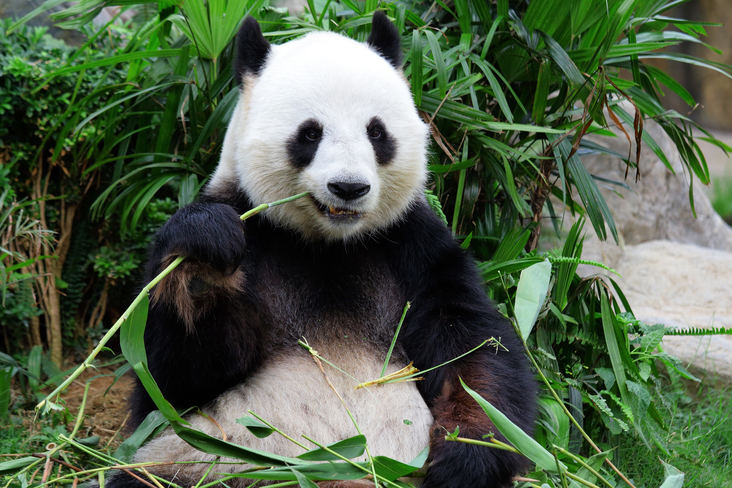 Panda at the Smithsonian National Zoological Park