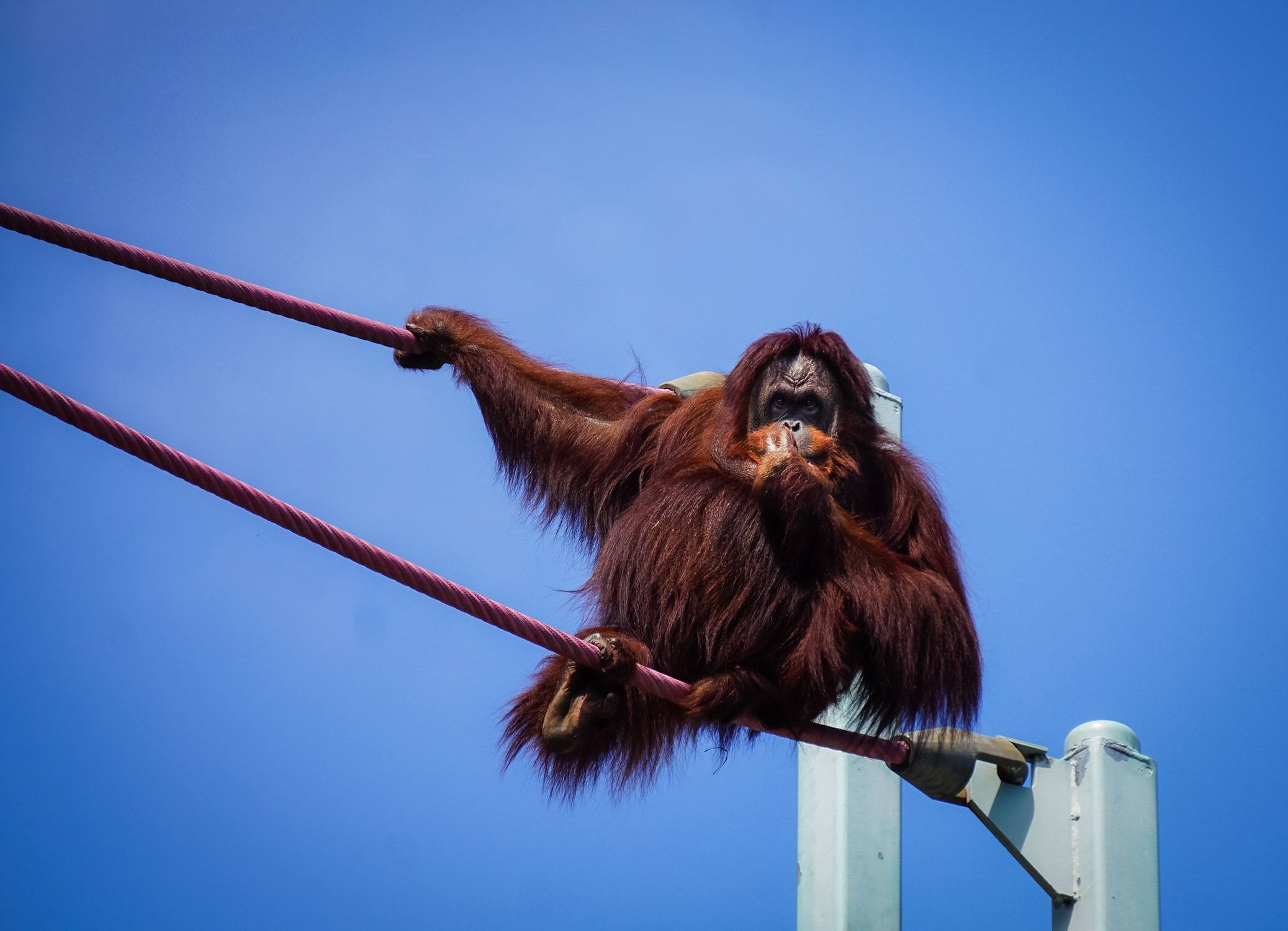 Orangutan Posing On Ropes at The National Zoo