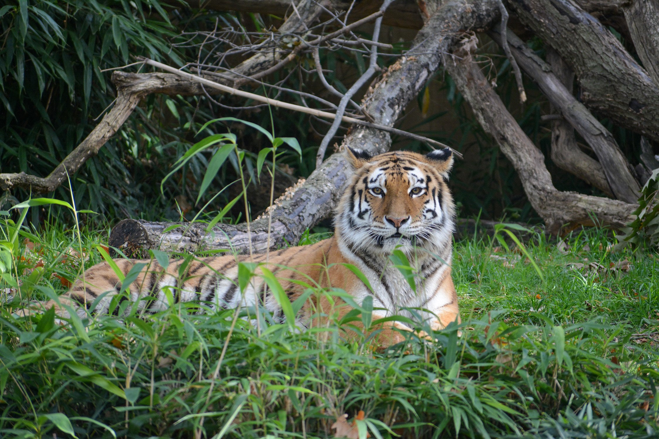 Bengal Tiger In The National Zoo