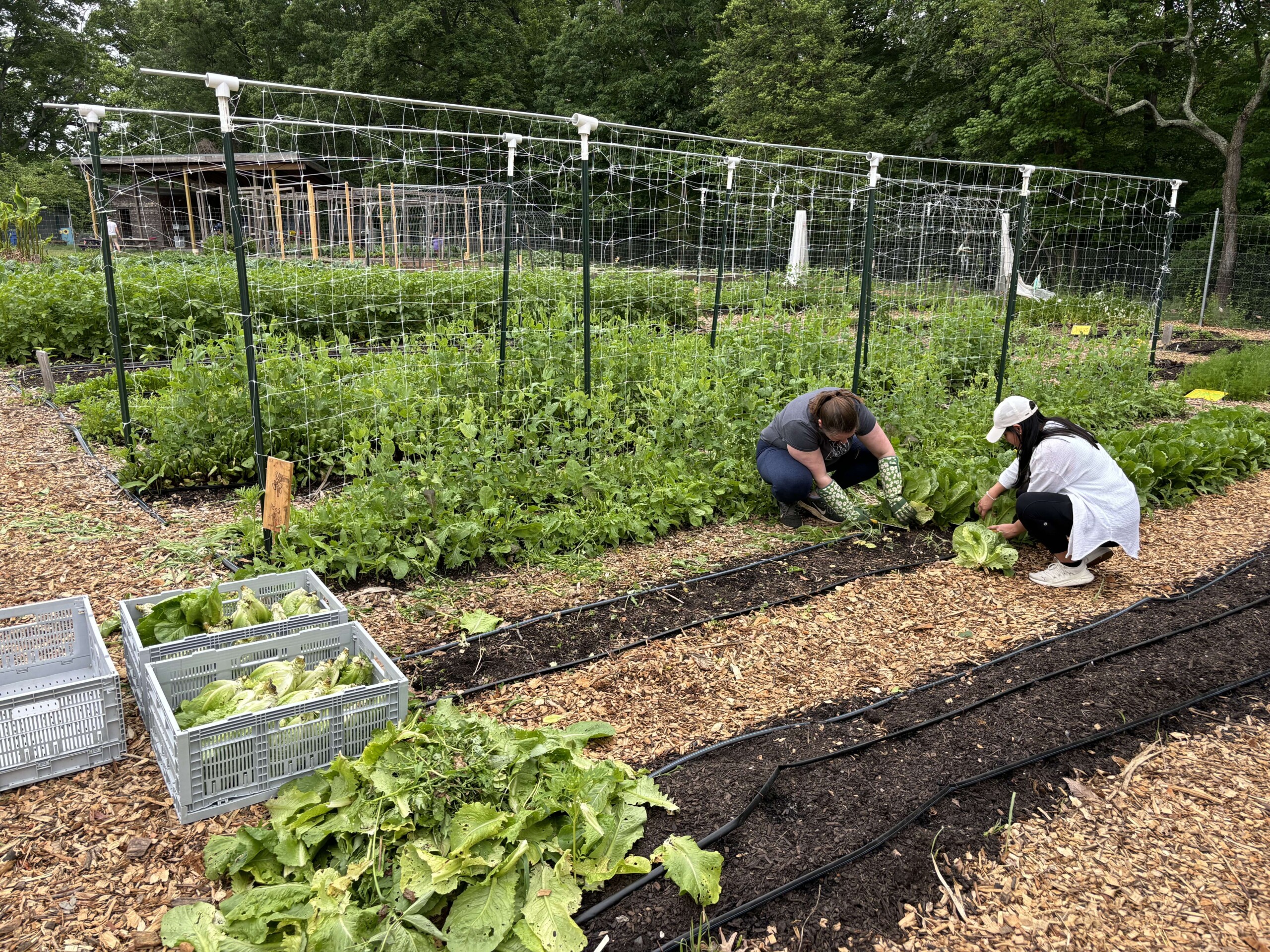 Volunteers harvest romaine lettuce at the National Arboretum's Washington Youth Garden.