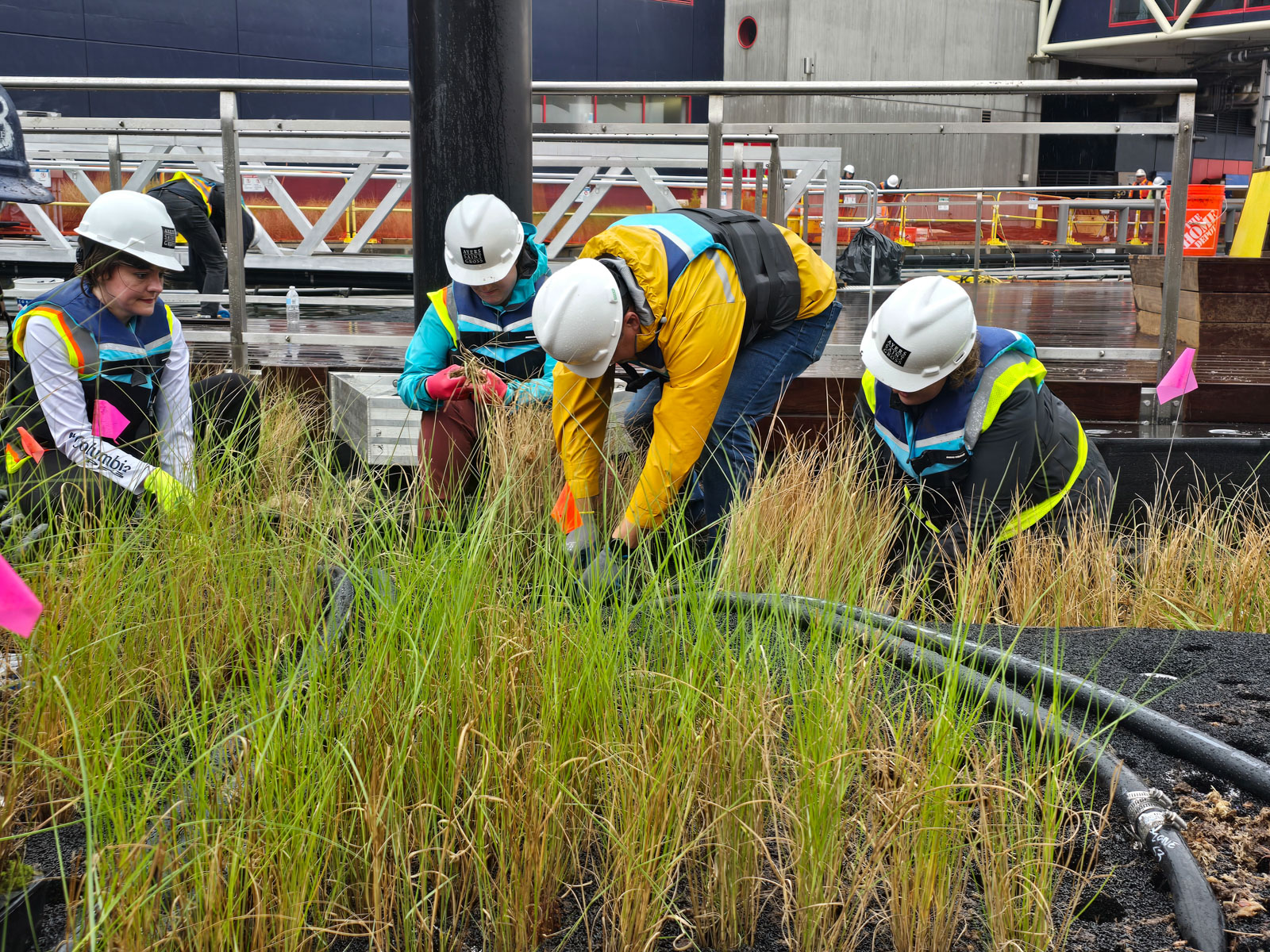 Ayers Saint Gross employees participate in a volunteer installation event for National Aquarium's...