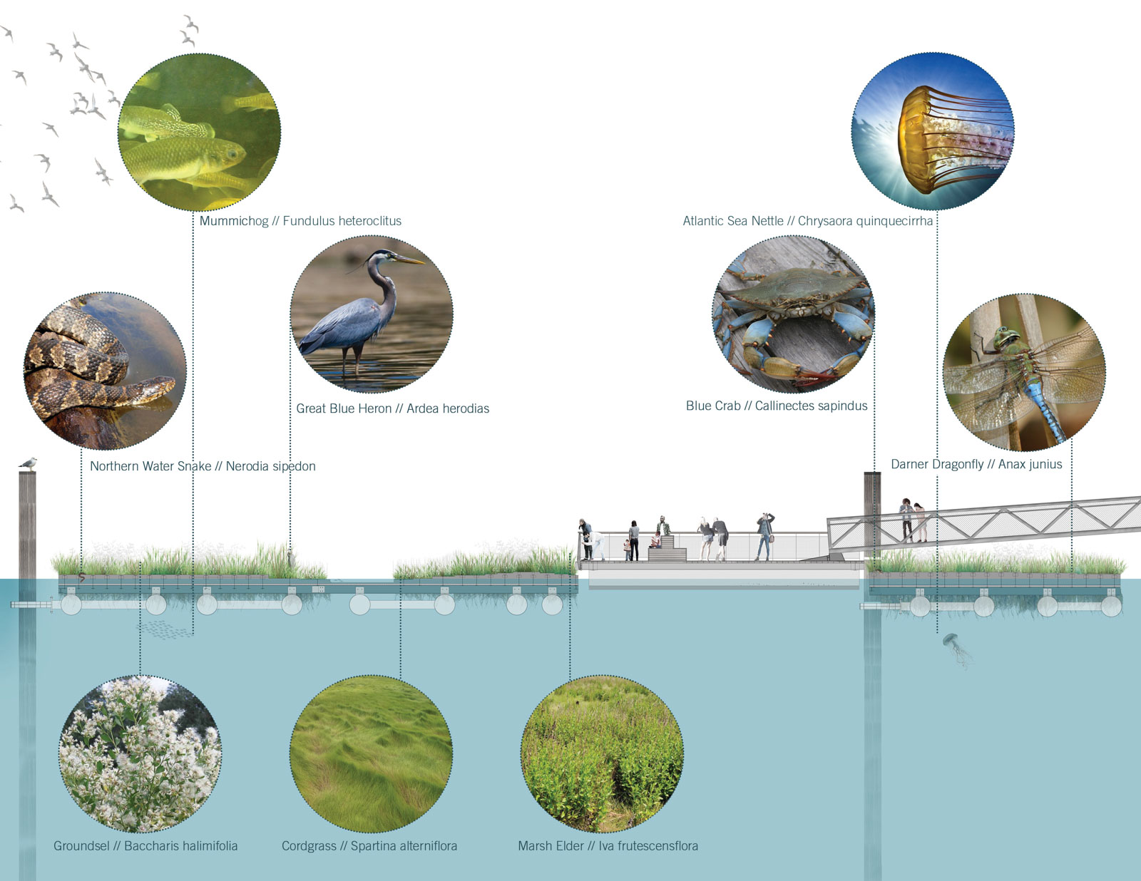 National Aquarium Wetland Section Asg