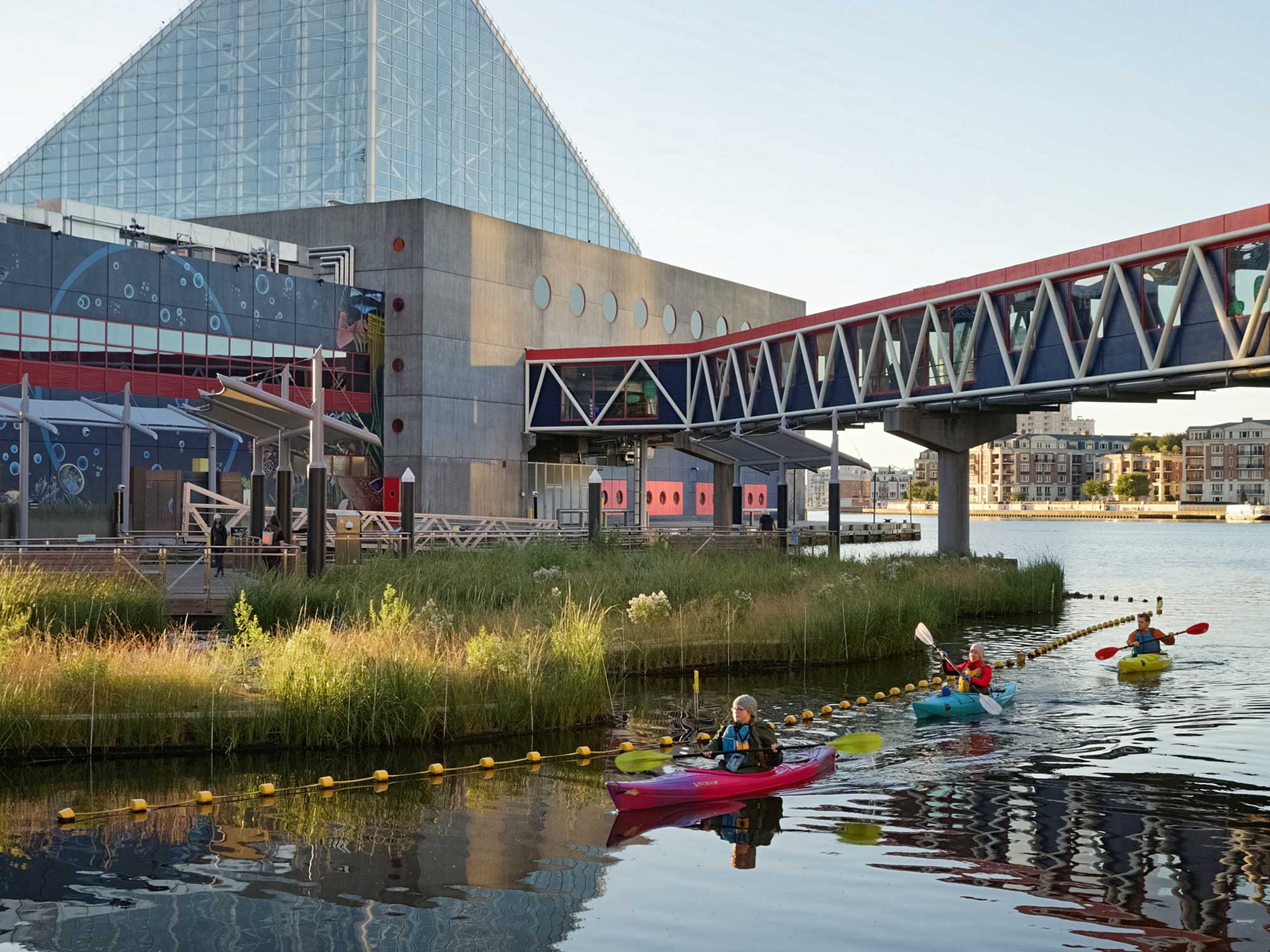 National Aquarium Harbor Wetland kayak