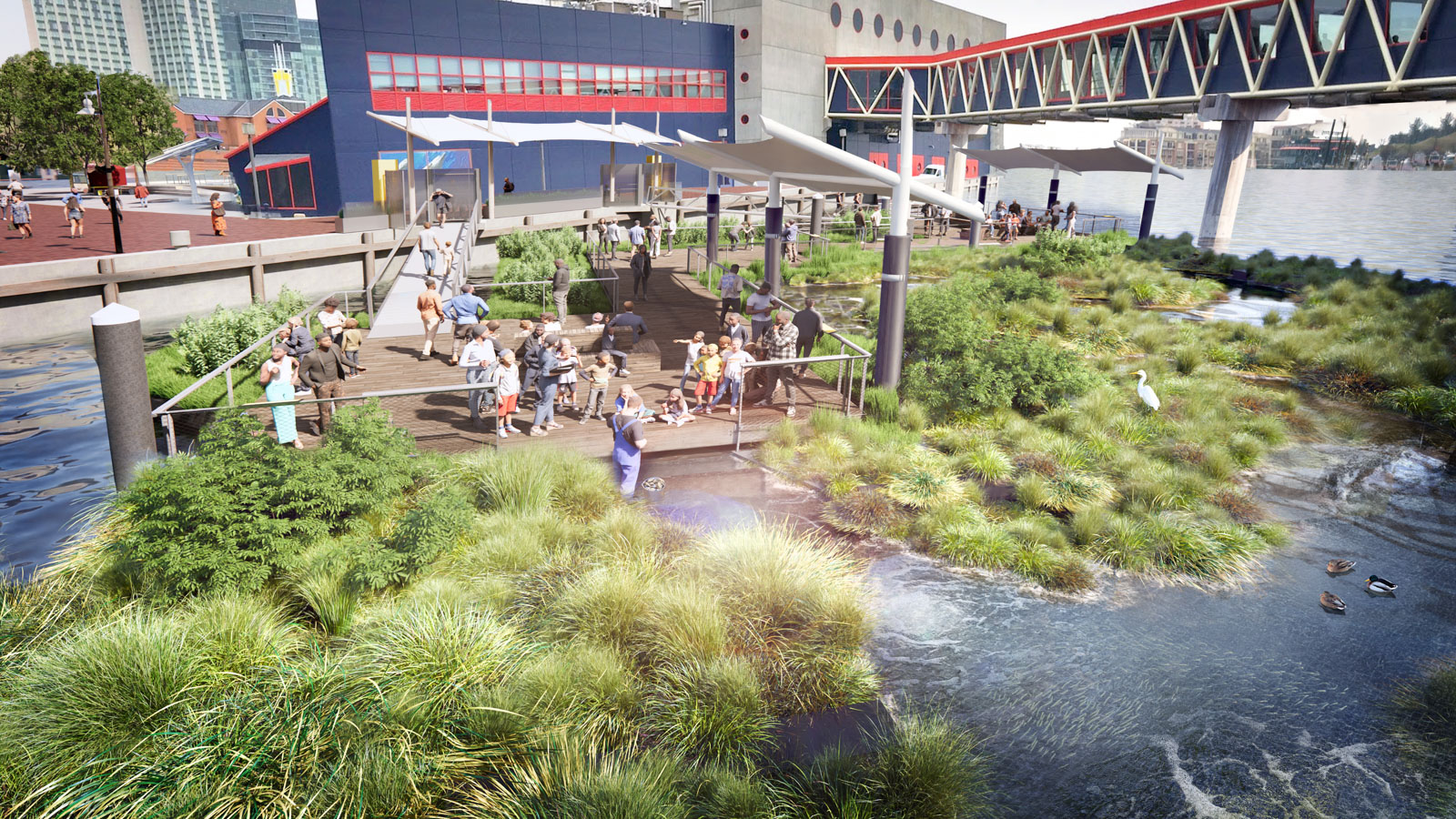 A closer look at the National Aquarium's Harbor Wetland exhibit.